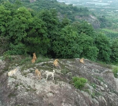 臺州一村民報警稱山上有老虎！警方出動無人機發現：好多…