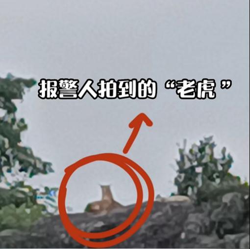 臺州一村民報警稱山上有老虎！警方出動無人機發現：好多…