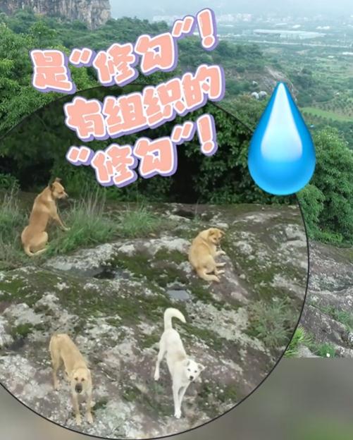 臺州一村民報警稱山上有老虎！警方出動無人機發現：好多…